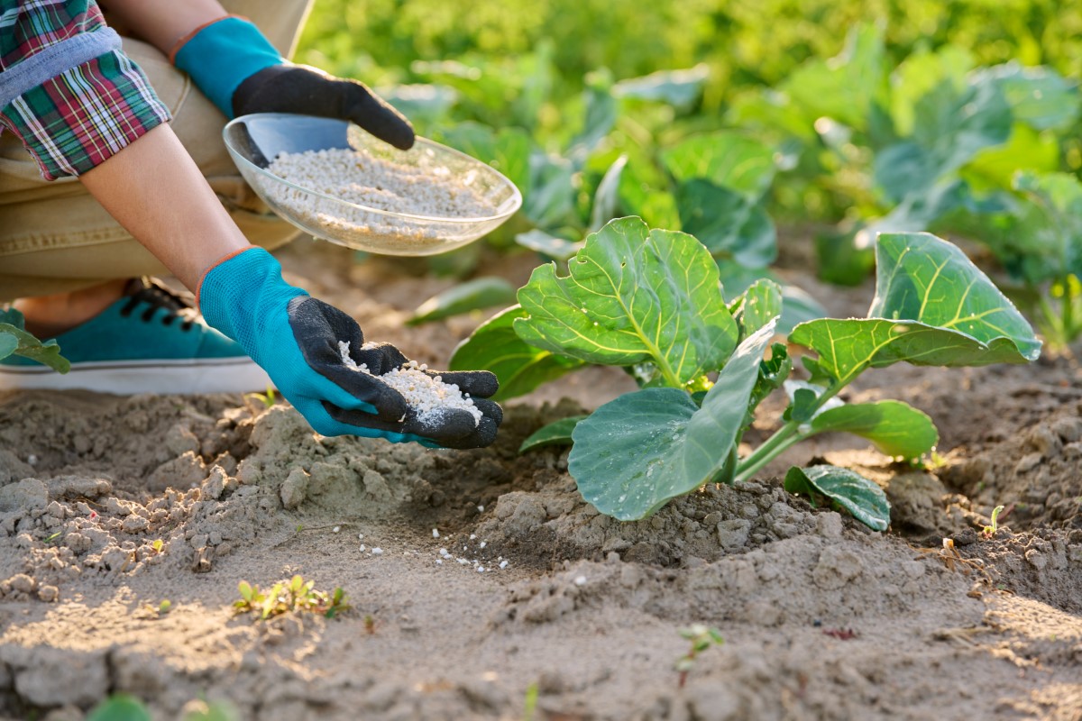  l'engrais naturel le plus efficace