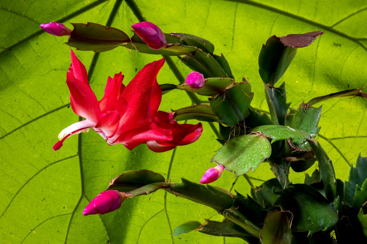 cultiver pour une floraison hivernale