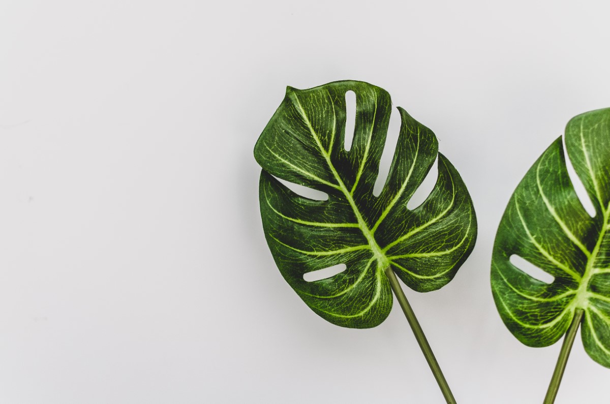 plantes aux feuilles aux teintes 