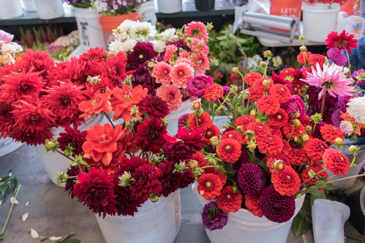 variétés de fleurs rouge