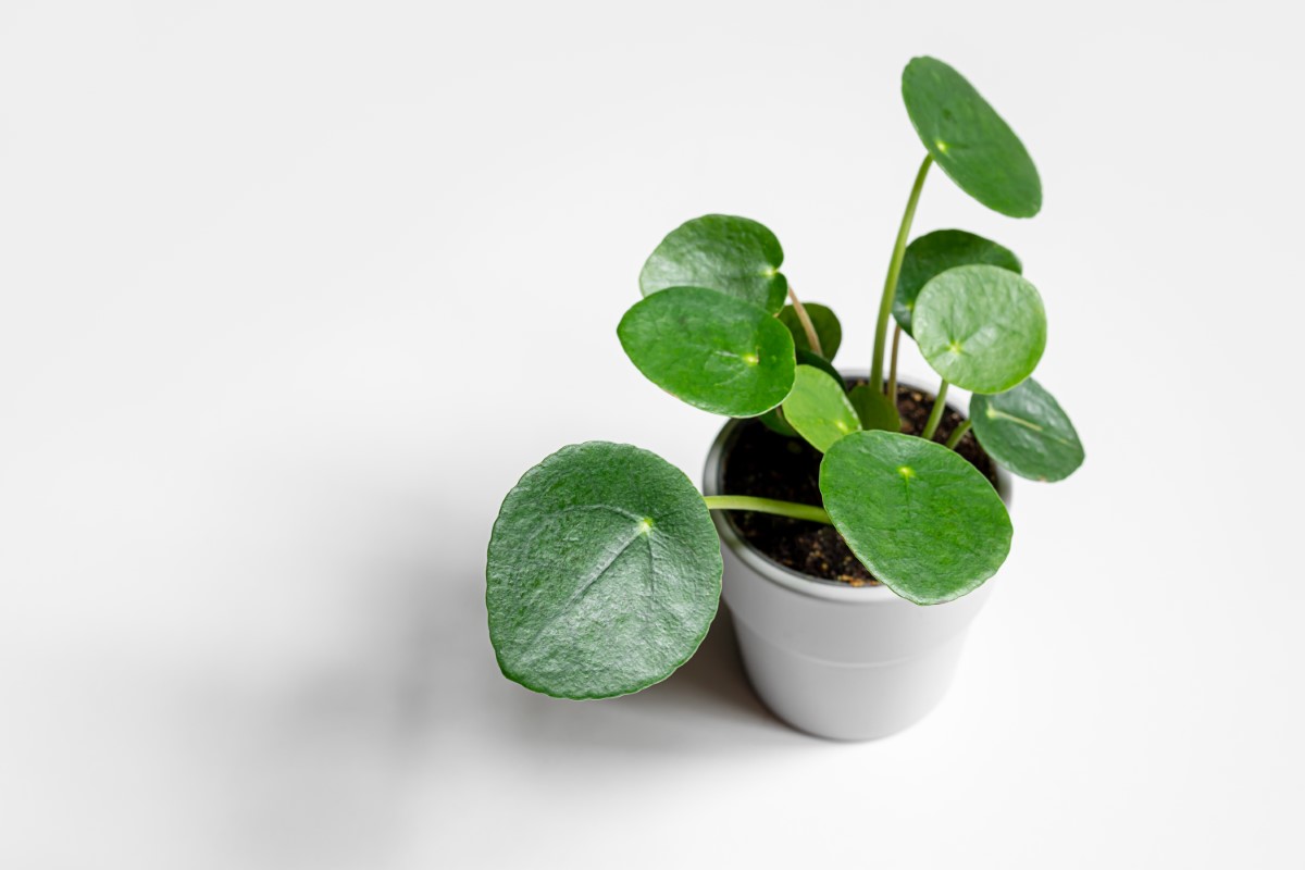 soin du pilea peperomioides