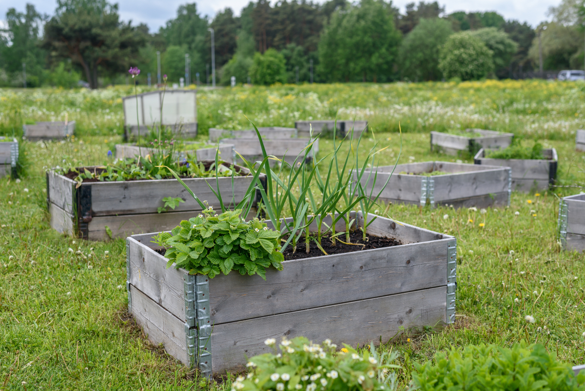 avantages jardinières surélevées