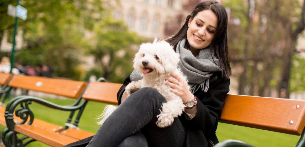 bichon maltais