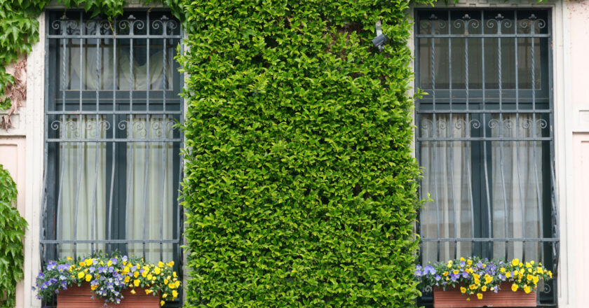 Mur végétal extérieur : le guide complet pour un espace vert parfait