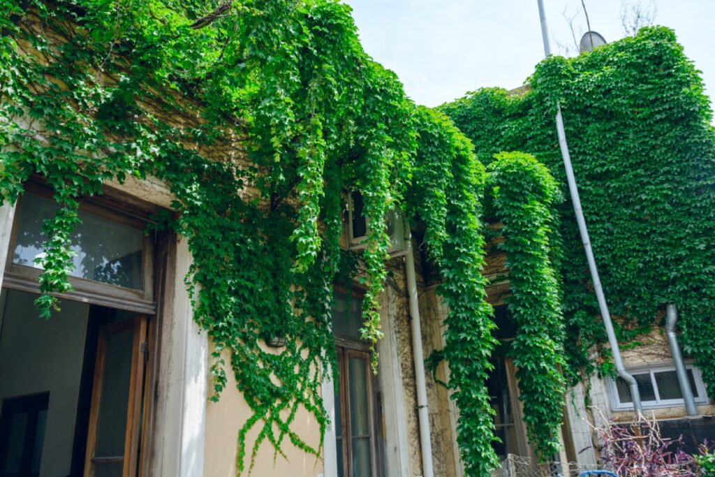 Fleurs grimpantes pour aménager jardin vertical