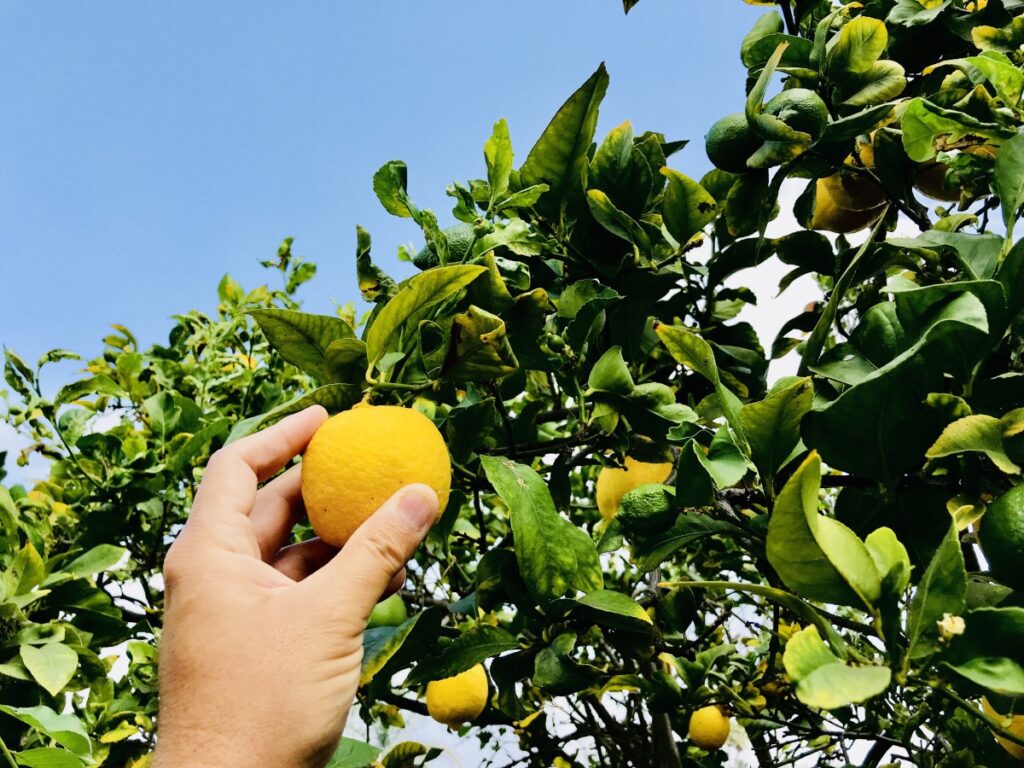 Réussir la plantation du citronnier