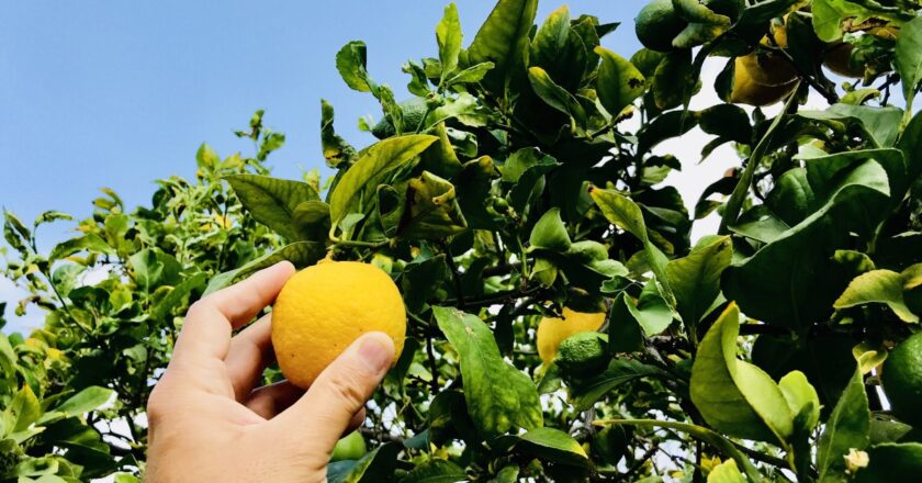 Réussir la plantation du citronnier pour profiter de ses fruits acidulés
