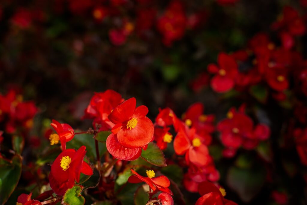 fleurs rouge pour un jardin éclatant