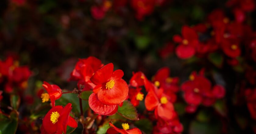Les plus belles variétés de fleurs rouge pour un jardin éclatant