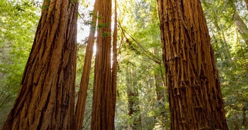 Découverte de Hyperion : le géant parmi les séquoias