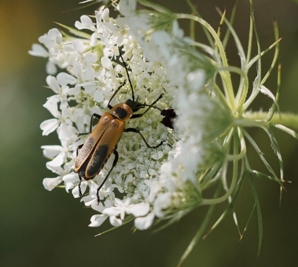 lutte biologique contre les thrips