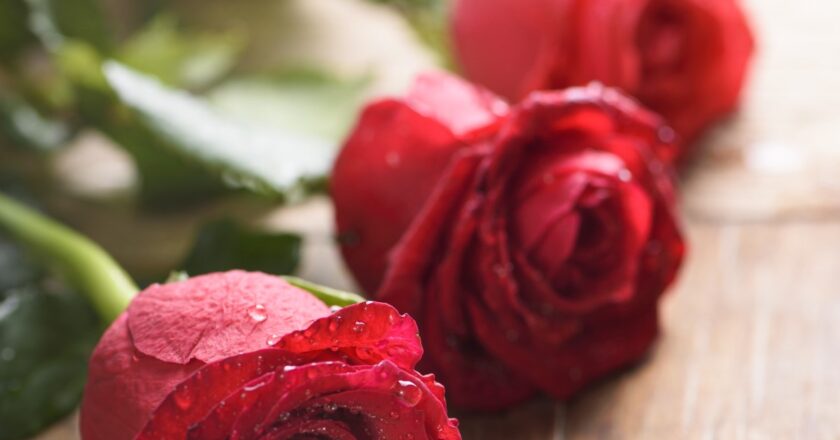Le nombre idéal de roses à offrir selon les occasions et les sentiments